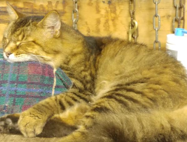 /Images/uploads/Cat Welfare Association/CatWelfare/entries/33913thumb.jpg